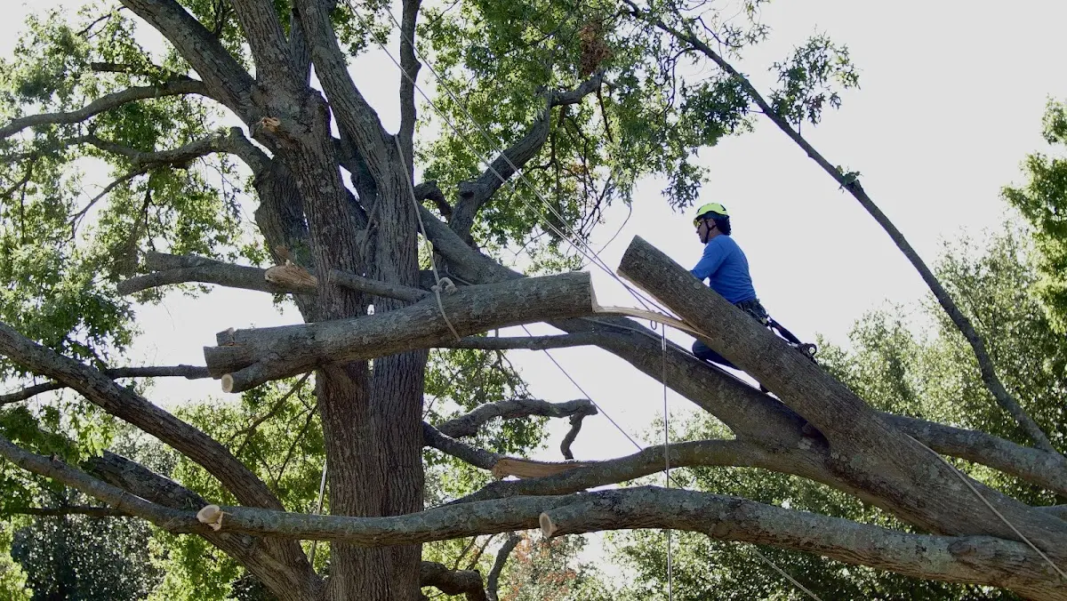 Professional Hazardous Tree Removal performed by certified arborists in Atchison